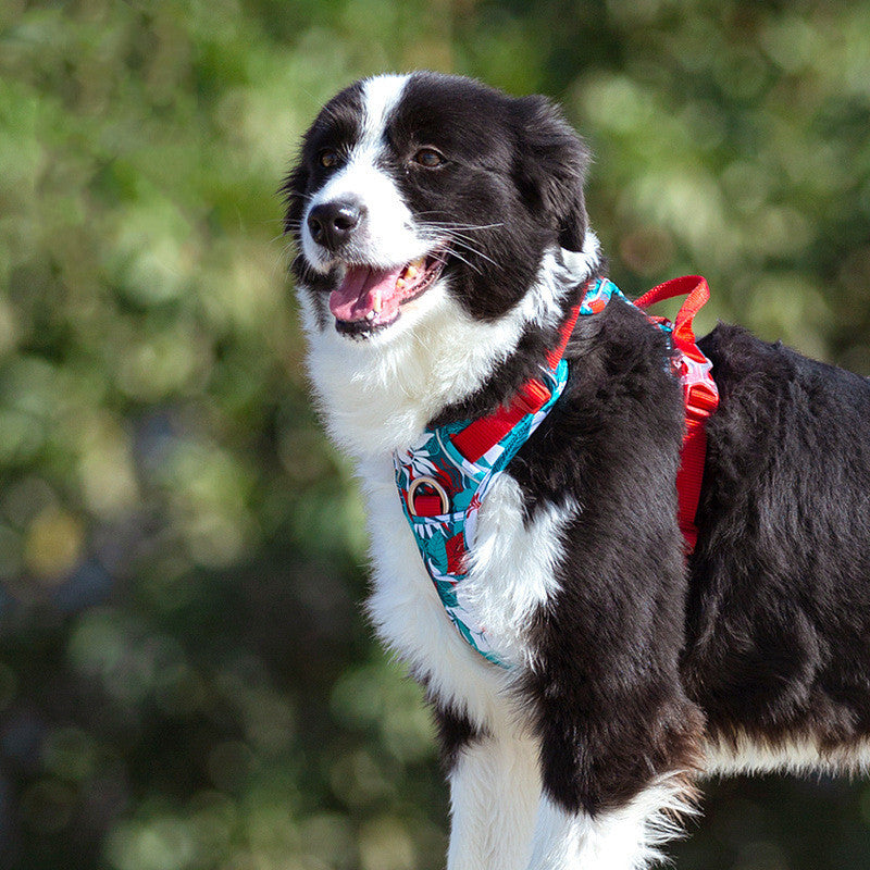 Durable Dog Leash with Vest Straps